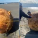 VIDEO A mysterious orb found on the beach confused Japan