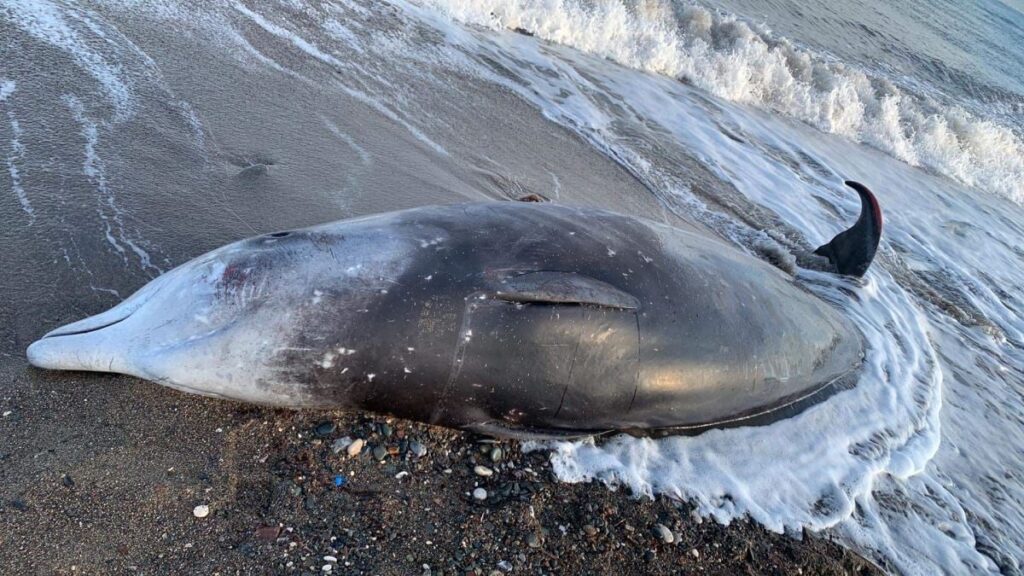 Whales affected by the earthquake hit the Cyprus coast - Amsterdam ...