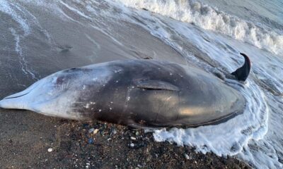 Whales affected by the earthquake hit the Cyprus coast