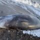 Whales affected by the earthquake hit the Cyprus coast