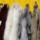 Dutch animal rights organizations take action to ban fur in Europe