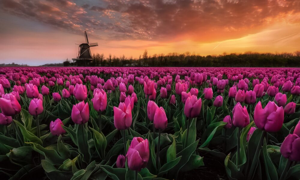 the-national-flower-of-the-netherlands-tulip