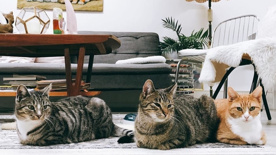 Cat Friendly Cafes in Amsterdam 1