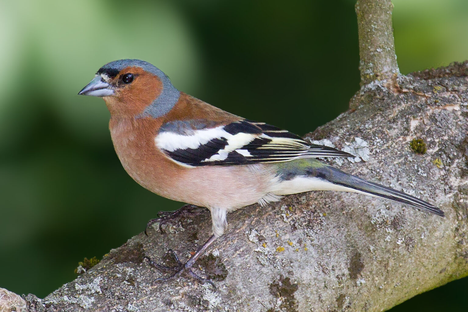 Exploring the Rich and Diverse Birds of the Netherlands