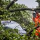 The strongest summer storm in Dutch history Poly affected the whole country